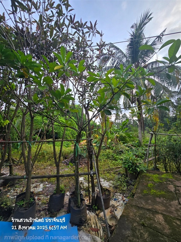 โซ่ทองคำ | สวนป้านิตย์ ปราจีนบุรี - เมืองปราจีนบุรี ปราจีนบุรี
