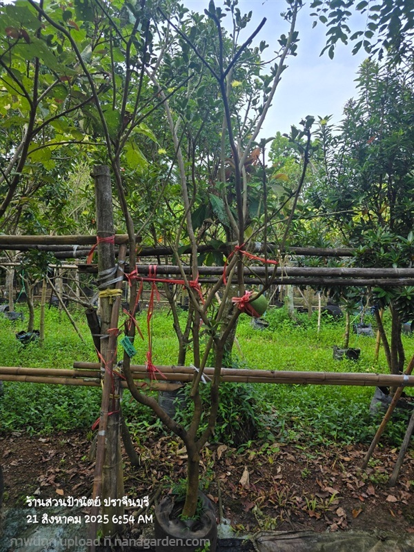 มะนาวยักษ์ ดอกหอม 2" | สวนป้านิตย์ ปราจีนบุรี - เมืองปราจีนบุรี ปราจีนบุรี