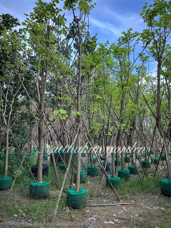 ต้นชงโคฮอลแลนด์ | Natthakun Garden - แก่งคอย สระบุรี