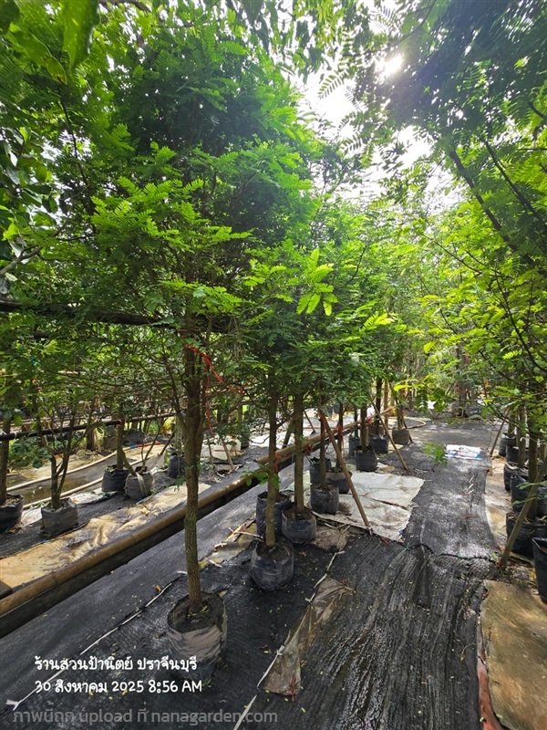 มะขามเปรี้ยว2" | สวนป้านิตย์ ปราจีนบุรี - เมืองปราจีนบุรี ปราจีนบุรี
