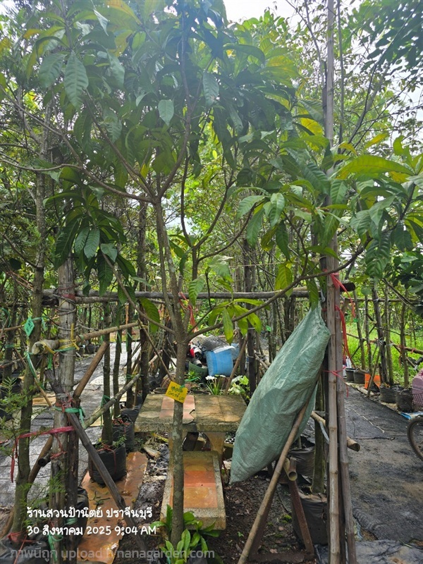 บัวสวรรค์ หน้า2 | สวนป้านิตย์ ปราจีนบุรี - เมืองปราจีนบุรี ปราจีนบุรี