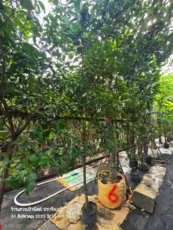 พิกุล2" | สวนป้านิตย์ ปราจีนบุรี - เมืองปราจีนบุรี ปราจีนบุรี