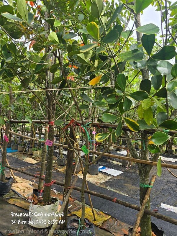 เกล็ดกระโห้ด่าง | สวนป้านิตย์ ปราจีนบุรี - เมืองปราจีนบุรี ปราจีนบุรี