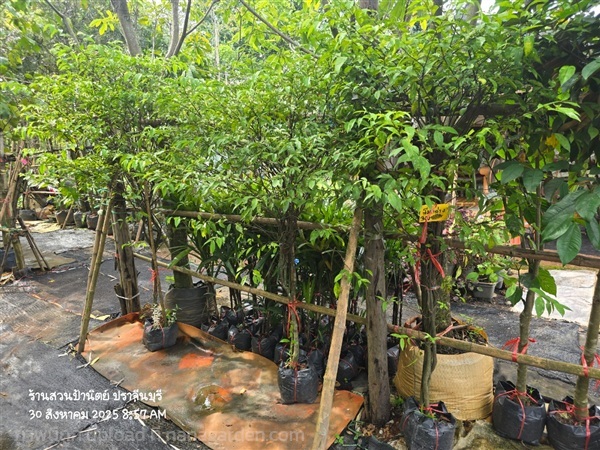 โมกด่าง สูง1.5ม. | สวนป้านิตย์ ปราจีนบุรี - เมืองปราจีนบุรี ปราจีนบุรี