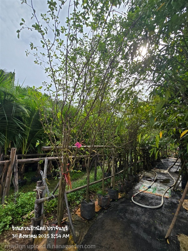 เชอร์รี่หน้า2 | สวนป้านิตย์ ปราจีนบุรี - เมืองปราจีนบุรี ปราจีนบุรี