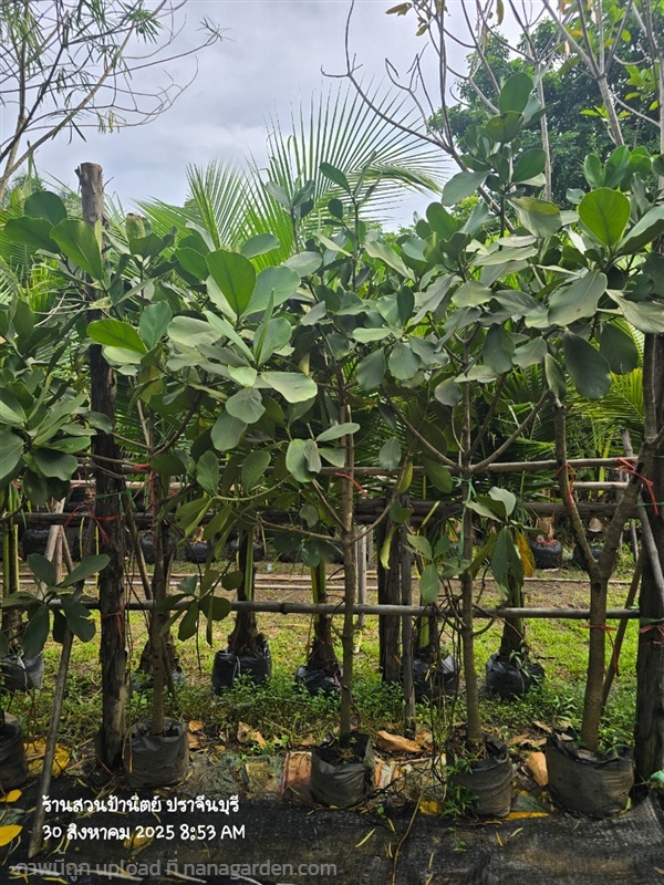 เกล็ดกระโห้เขียว | สวนป้านิตย์ ปราจีนบุรี - เมืองปราจีนบุรี ปราจีนบุรี