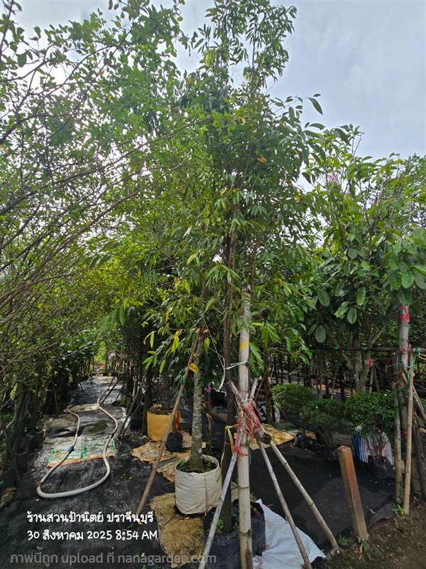ลำดวน2"++ | สวนป้านิตย์ ปราจีนบุรี - เมืองปราจีนบุรี ปราจีนบุรี