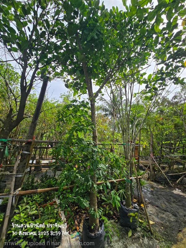 มะค่าโมง5" | สวนป้านิตย์ ปราจีนบุรี - เมืองปราจีนบุรี ปราจีนบุรี