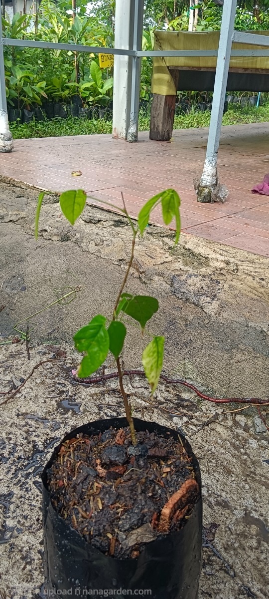 กล้าต้นหยี | สมบูรณ์จัดหาพันธ์ไม้ - หนองเสือ ปทุมธานี