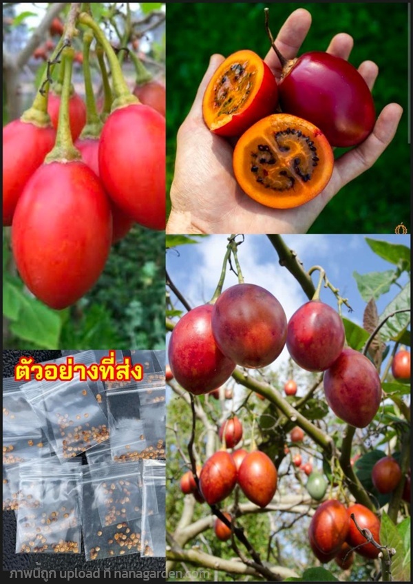 มะเขือเทศต้น ผลสีแดง ทามาริลโล่เชอรี่ Cherry tamar | Shopping by lewat - เมืองมหาสารคาม มหาสารคาม