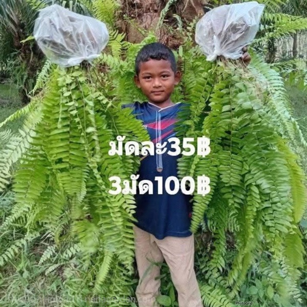 เฟิร์นสไบนาง  ต้นเฟิร์นสไบนาง | เนตรนภาพันธุ์ไม้ - เมืองตรัง ตรัง