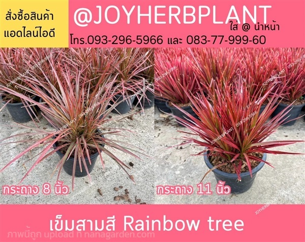 เข็มสามสี  และไม้จัดสวนทุกชนิด  ขายปลีก-ขายส่ง | ร้านจอยต้นสมุนไพร - หนองแขม กรุงเทพมหานคร