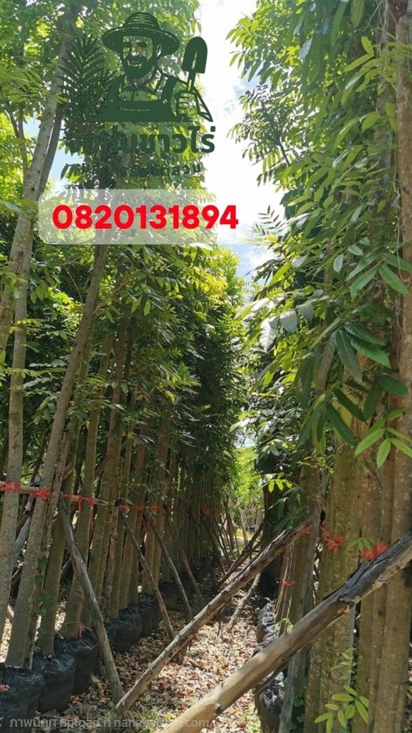 ต้นมะฮอกกานี 6 เมตร | จอห์นชาวไร่ บริษัทรับจัดสวน - บางบัวทอง นนทบุรี