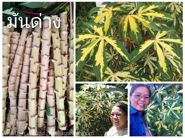 มันด่าง ขายท่อนพันธุ์สำหรับปลูก | เมล็ดพันธุ์ดี เกษตรวิถีไทย - เมืองระยอง ระยอง