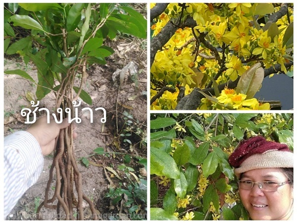 ช้างน้าว กำลังช้างสาร ขายเหง้าปักชำ | เมล็ดพันธุ์ดี เกษตรวิถีไทย - เมืองระยอง ระยอง