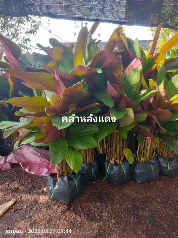 คล้าหลังแดง70-1ม. | สวนป้านิตย์ ปราจีนบุรี - เมืองปราจีนบุรี ปราจีนบุรี