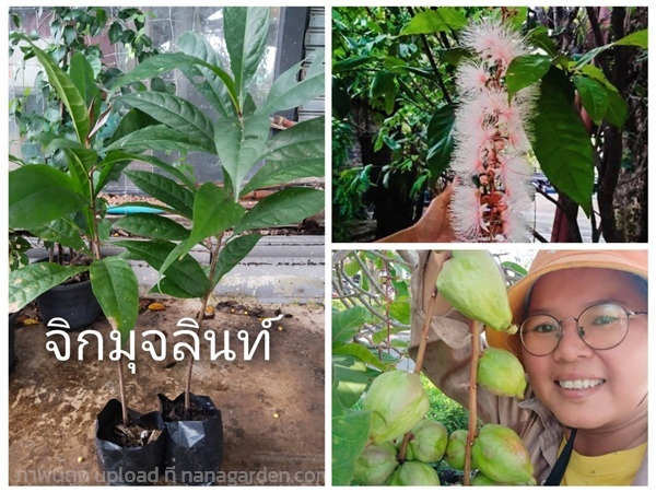 จิกมุจลินท์ ขายต้นกล้า | เมล็ดพันธุ์ดี เกษตรวิถีไทย - เมืองระยอง ระยอง