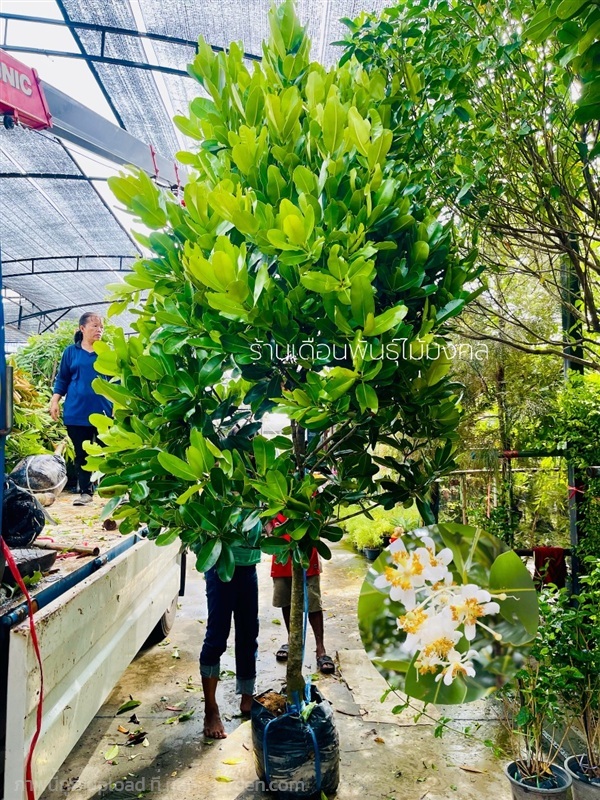 ต้นกระทิง(สารภีทะเล) | เดือนพันธุ์ไม้มงคล - บางใหญ่ นนทบุรี