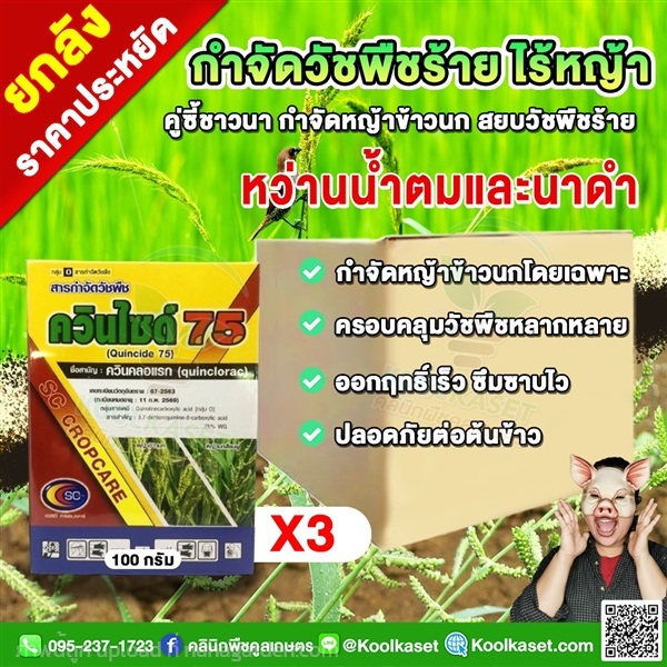 กำจัดหญ้า นาข้าว ควินไซด์ ควินคลอแรก หญ้าใบแคบ | คลินิกพืชคูลเกษตร - ชุมตาบง นครสวรรค์