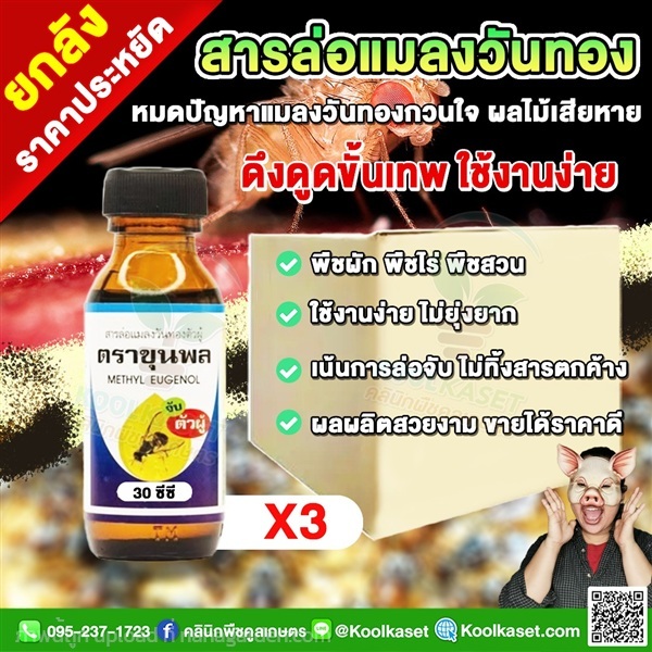 สารล่อแมลงวันทอง ขุนพล ดักจับแมลงวันทอง ไร้สารเคมี | คลินิกพืชคูลเกษตร - ชุมตาบง นครสวรรค์