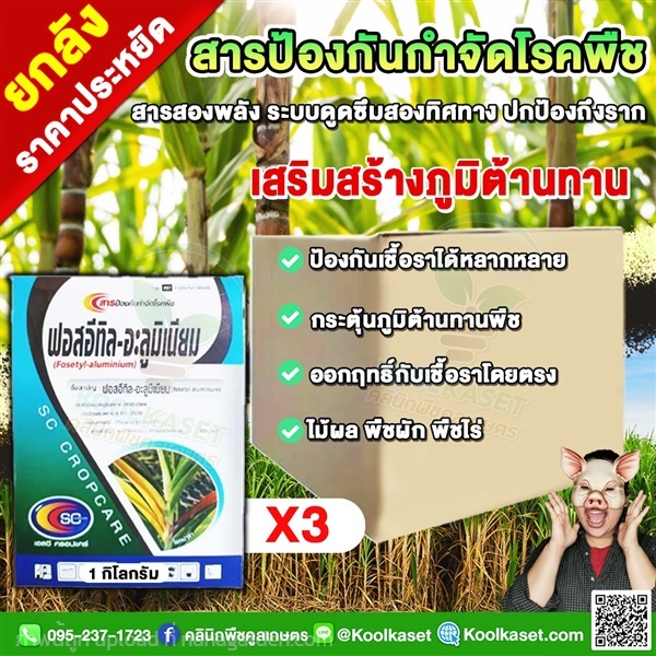 ฟอสอีทิล-อะลูมิเนียม ป้องกันกำจัด โรคใบยอดเน่า ราก | คลินิกพืชคูลเกษตร - ชุมตาบง นครสวรรค์