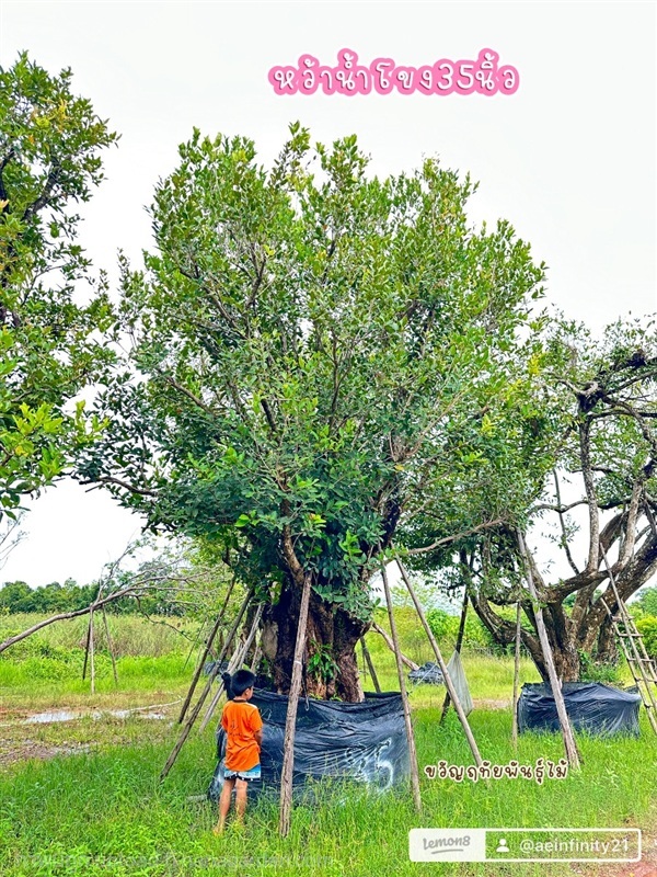 หว้าน้ำโขง35นิ้ว สูง6เมตร | ขวัญฤทัยพันธุ์ไม้. - เมืองปราจีนบุรี ปราจีนบุรี