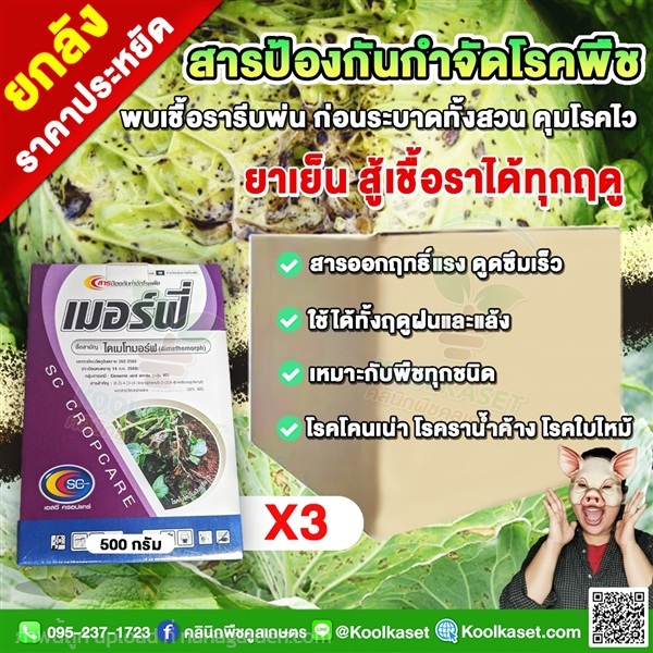 เมอร์ฟี ไดเมโทมอร์ฟ ป้องกันกำจัด ราน้ำค้าง ใบไหม้  | คลินิกพืชคูลเกษตร - ชุมตาบง นครสวรรค์