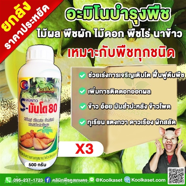 บำรุงหัว เอสมันโต เร่งหัวใหญ่ เนื้อแน่น น้ำหนักดี  | คลินิกพืชคูลเกษตร - ชุมตาบง นครสวรรค์