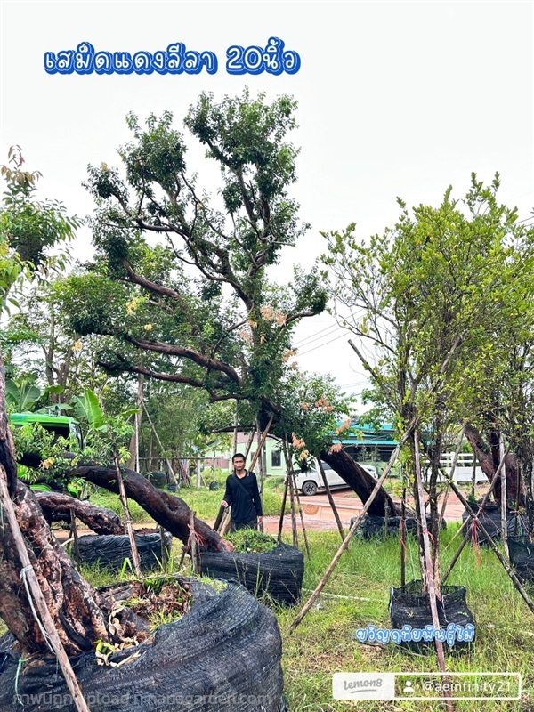 ต้นเสม็ดแดงลีลา ขนาด20นิ้ว | ขวัญฤทัยพันธุ์ไม้. - เมืองปราจีนบุรี ปราจีนบุรี