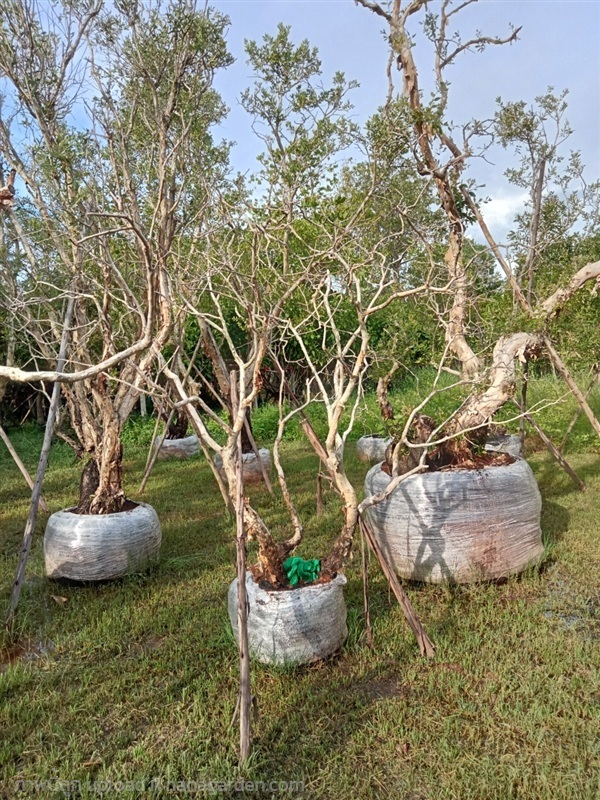 ต้นเสม็ดขาว | สวนใหม่ยอดพันธุ์ไม้ - เมืองปราจีนบุรี ปราจีนบุรี