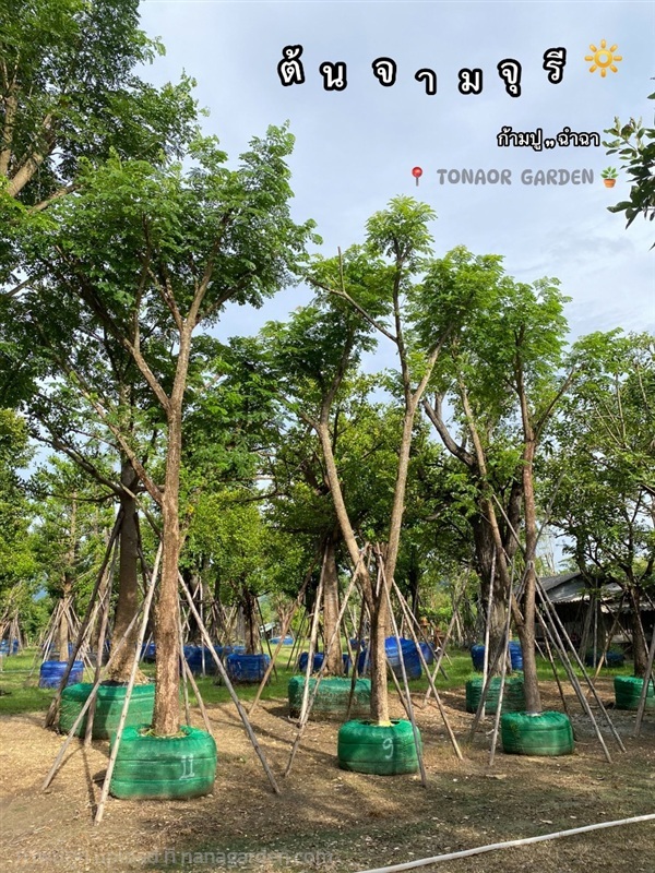 ต้นจามจุรี | สวนต้นอ้อ พันธุ์ไม้ - แก่งคอย สระบุรี