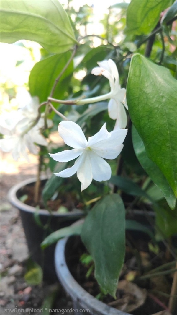 มะลิ ร ๕ กระถาง 11 นิ้ว ต้นสวยและแข็งแรง (กทม)  | Kiattisak Pailay - บางกอกน้อย กรุงเทพมหานคร