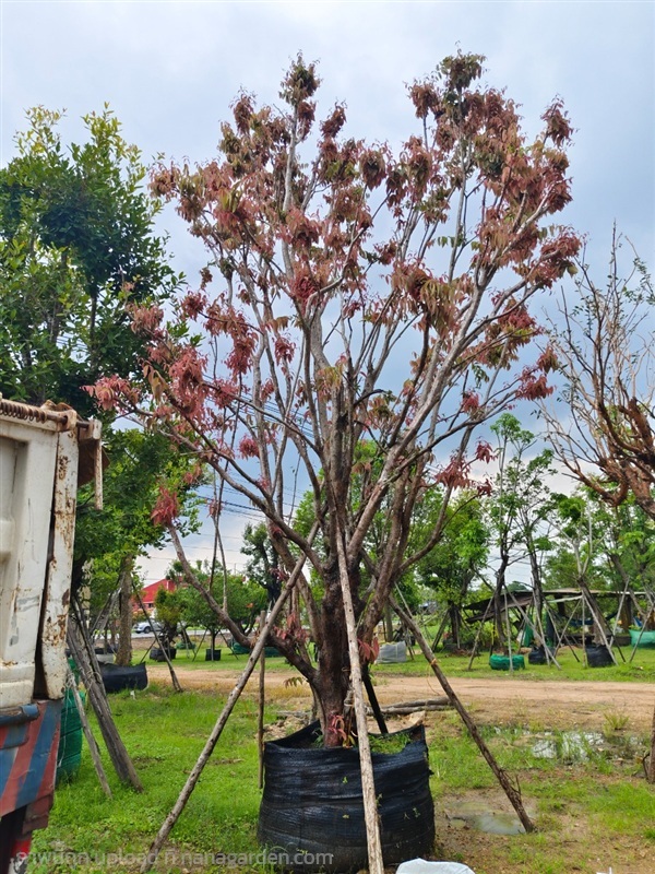 ต้นเสม็ดแดง | สวนการันต์ไม้ประดับ - พนัสนิคม ชลบุรี