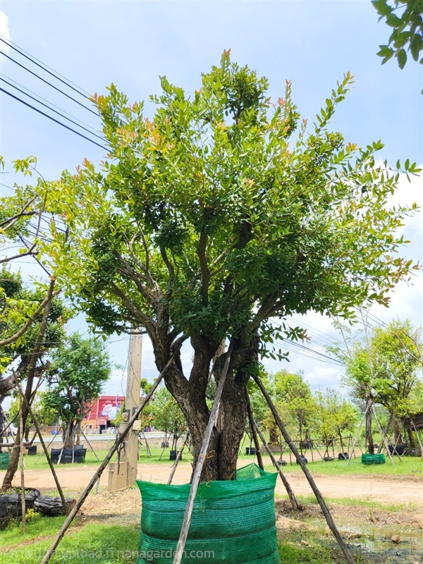 ต้นหว้าแม่น้ำโขง | สวนการันต์ไม้ประดับ - พนัสนิคม ชลบุรี