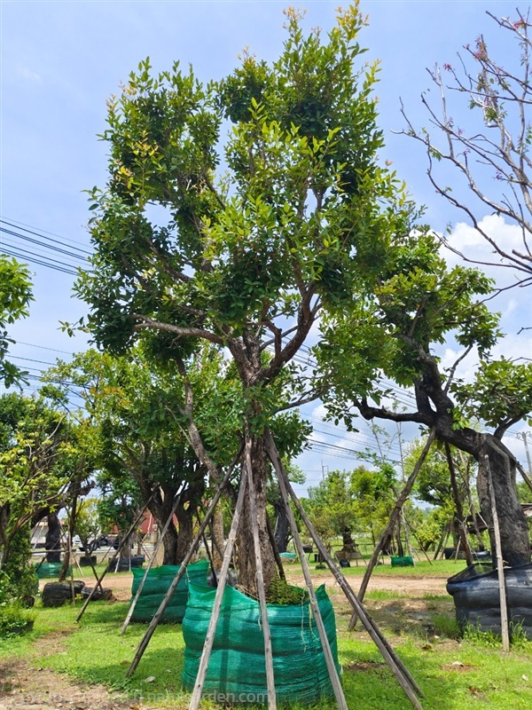 ต้นหว้าแม่น้ำโขง | สวนการันต์ไม้ประดับ - พนัสนิคม ชลบุรี