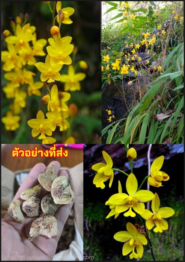 ว่านดอกทองโยนี หรือ เหลืองพิศมร เหลืองพิสมร Yellow | Shopping by lewat - เมืองมหาสารคาม มหาสารคาม
