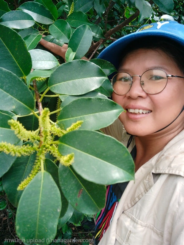 ตาตุ่มทะเล ขายใบสดขายกิ่งสด สำหรับงานวิจัย | เมล็ดพันธุ์ดี เกษตรวิถีไทย - เมืองระยอง ระยอง