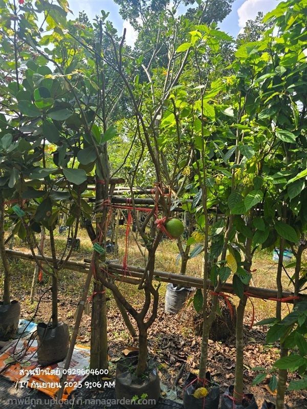 มะนาวยักษ์ ดอกหอม 2" มีลูกด้วยนะคะ | สวนป้านิตย์ ปราจีนบุรี - เมืองปราจีนบุรี ปราจีนบุรี