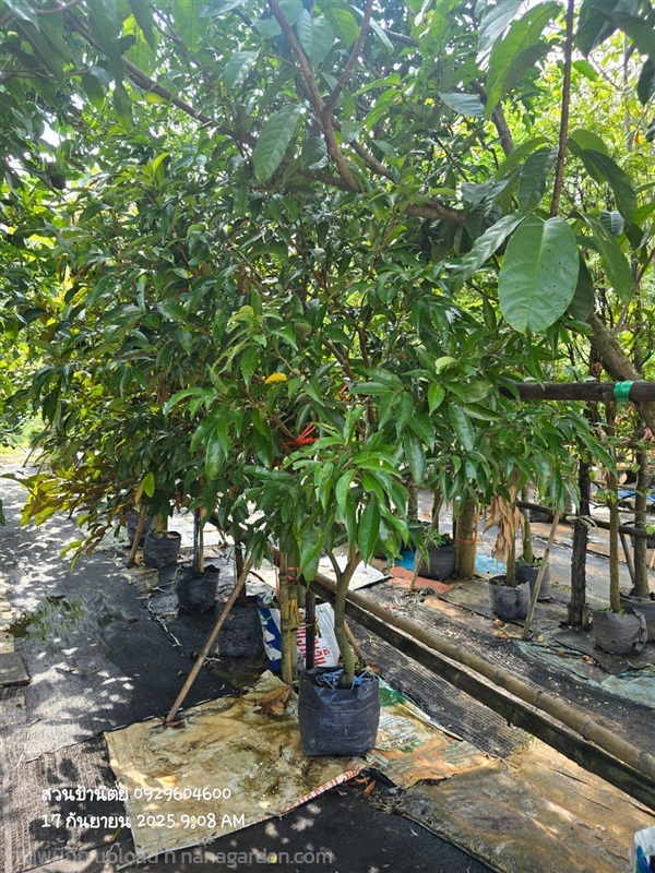 ลิ้นจี่ | สวนป้านิตย์ ปราจีนบุรี - เมืองปราจีนบุรี ปราจีนบุรี