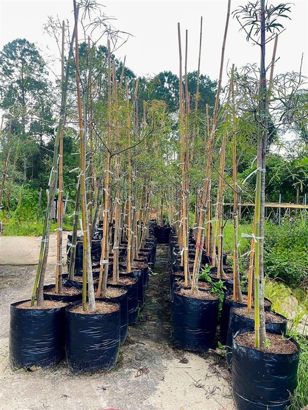 ??? ต้นขวด (Bottle Tree) ไม้ประดับสุดเก๋! ? | วินการ์เด้น - โคกสำโรง ลพบุรี