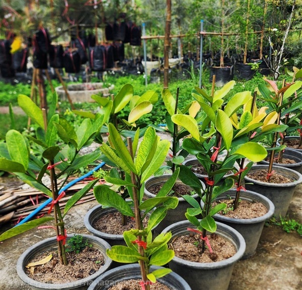 ต้นการ์ซีเนีย (Garcinia Subelliptica)  ภาษาญี่ปุ่น | วินการ์เด้น - โคกสำโรง ลพบุรี