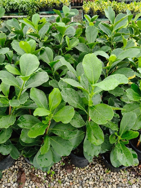 เกร็ดกระโห้ (เขียว) | บริษัท การ์เด้น เซ็นเตอร์ จำกัด - สวนหลวง กรุงเทพมหานคร