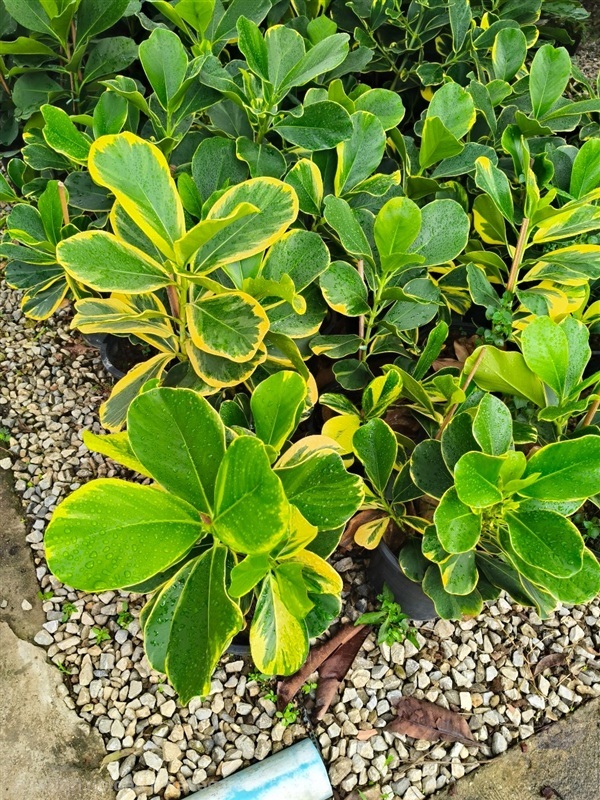 เกร็ดกระโห้ด่าง กระถาง 12 นิ้ว | บริษัท การ์เด้น เซ็นเตอร์ จำกัด - สวนหลวง กรุงเทพมหานคร