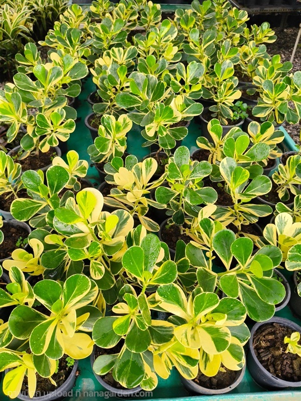 ต้นเกล็ดกระโห้ด่างแคระ กระถาง 6 นิ้ว | บริษัท การ์เด้น เซ็นเตอร์ จำกัด - สวนหลวง กรุงเทพมหานคร