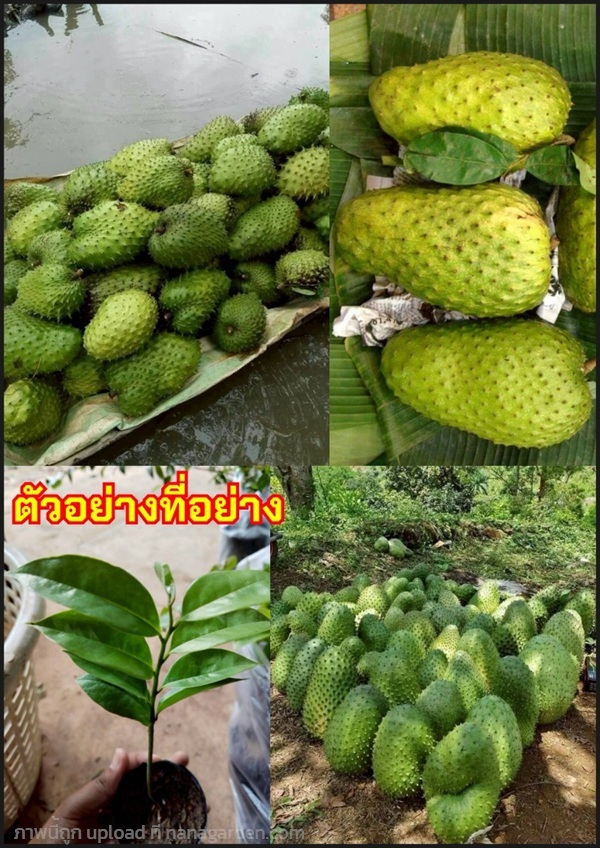 2ต้น ทุเรียนเทศยักษ์โคลัมเบีย ทุเรียนน้ำ  Soursop  | Shopping by lewat - เมืองมหาสารคาม มหาสารคาม