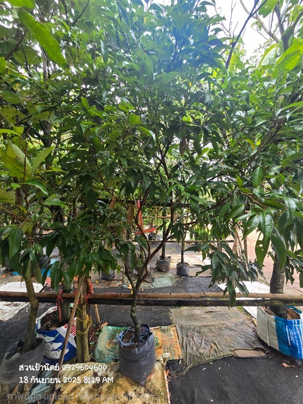 ลิ้นจี่ | สวนป้านิตย์ ปราจีนบุรี - เมืองปราจีนบุรี ปราจีนบุรี