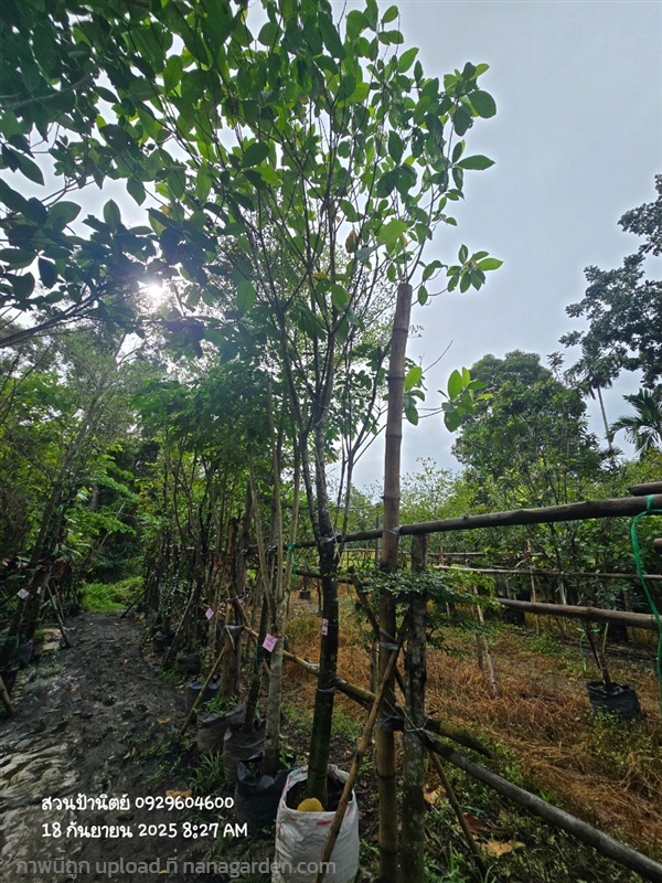 พุดภูเก็ต4"+ สูง5-6ม. | สวนป้านิตย์ ปราจีนบุรี - เมืองปราจีนบุรี ปราจีนบุรี