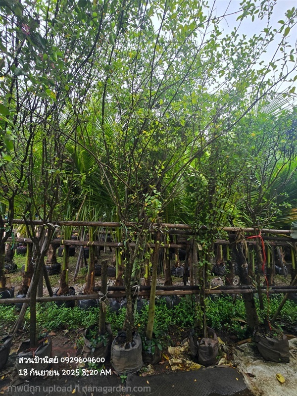 เชอร์รี่หน้า2 | สวนป้านิตย์ ปราจีนบุรี - เมืองปราจีนบุรี ปราจีนบุรี