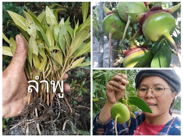 ลำพู ขายต้นกล้าสำหรับปักชำ | เมล็ดพันธุ์ดี เกษตรวิถีไทย - เมืองระยอง ระยอง