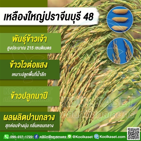 พันธุ์ข้าว ข้าวเจ้า เหลืองใหญ่ปราจีน คูลเกษตร | คลินิกพืชคูลเกษตร - ชุมตาบง นครสวรรค์